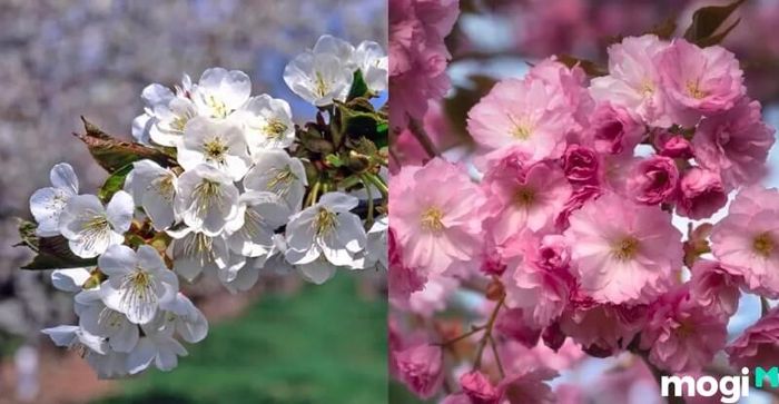 Hoa anh đào Nhật Bản bao gồm rất nhiều loài khác nhau.