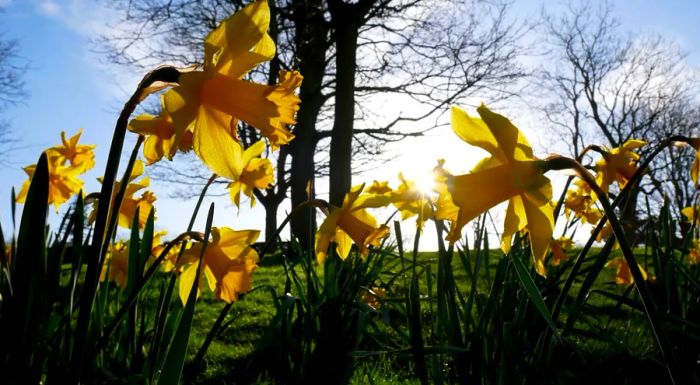 Daffodils, one of the first flowers to bloom in spring, have made their early appearance at the Arboretum in Nottingham, England.