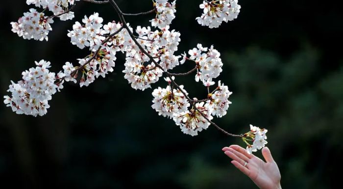 In the days following the 2020 spring equinox, Ueno Park in Tokyo became a popular spot for viewing the beautiful cherry blossoms.