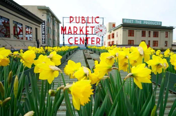 Pike Place Market in Seattle will add a splash of brightness to visitors' day with vibrant daffodils.