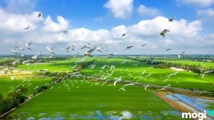 Khu Du Lịch Tràm Chim Đồng Tháp