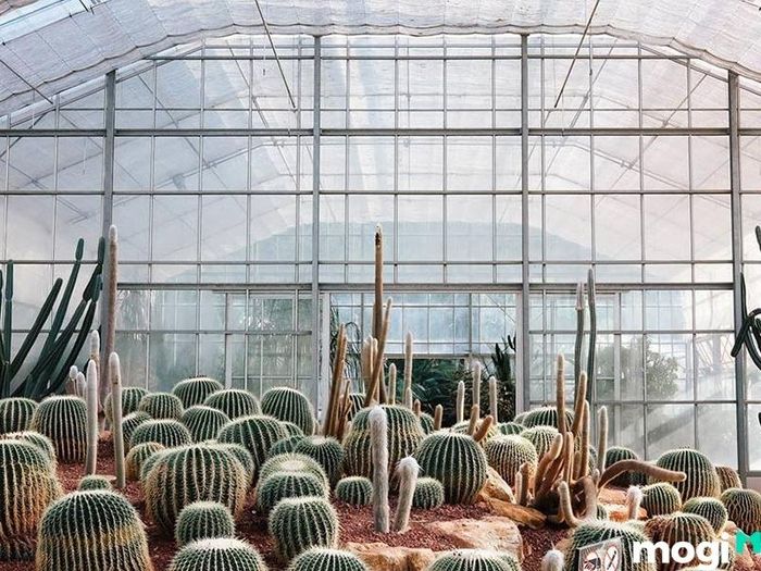 Nhà kính xương rồng tại Vườn Quốc gia Ba Vì