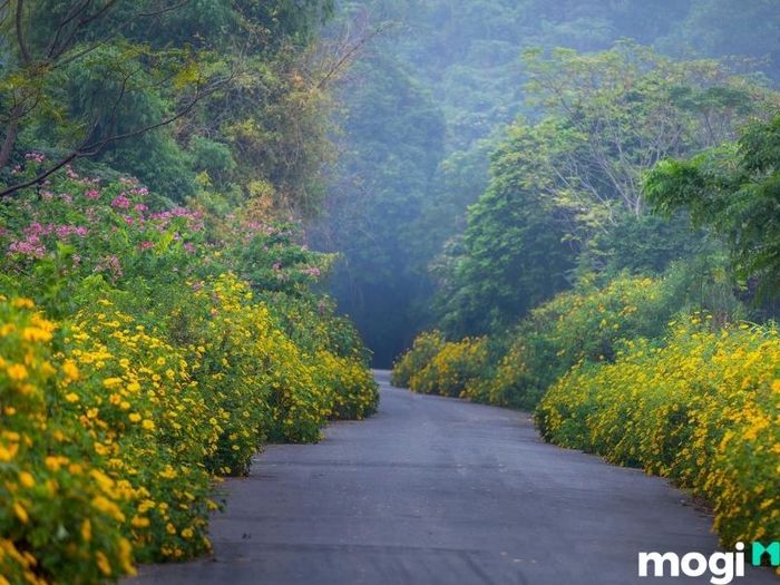 Mùa hoa dã quỳ tại vườn quốc gia Ba Vì là một thời điểm tuyệt vời để khám phá vẻ đẹp thiên nhiên nơi đây.