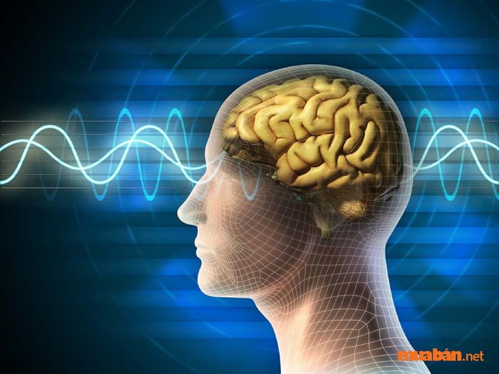 Cơ hội nghề nghiệp trong ngành tâm lý học tại Việt Nam