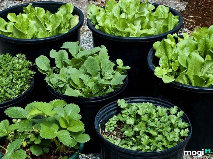 Tiểu cảnh ban công chung cư