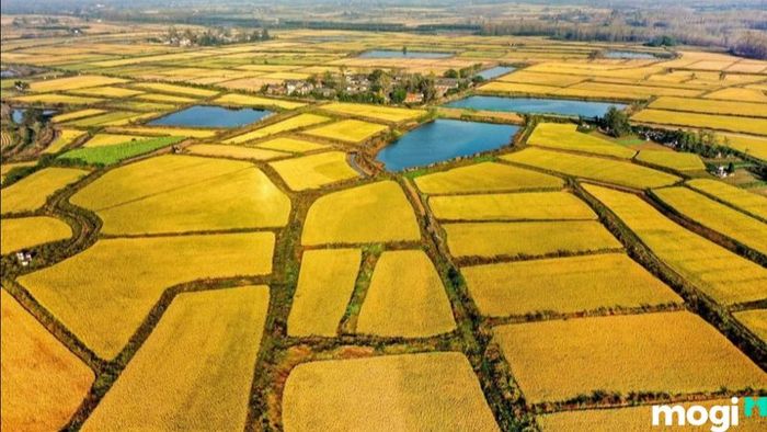 Thuế sử dụng đất