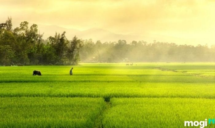 Sào là đơn vị đo diện tích