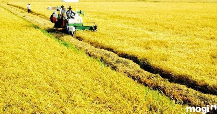 1 sào bằng bao nhiêu hecta?