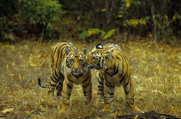 Bandhavgarh is also home to India’s rare and elusive white tigers.