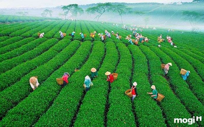 Địa điểm du lịch Đà Lạt xanh tươi, bao la và bát ngát
