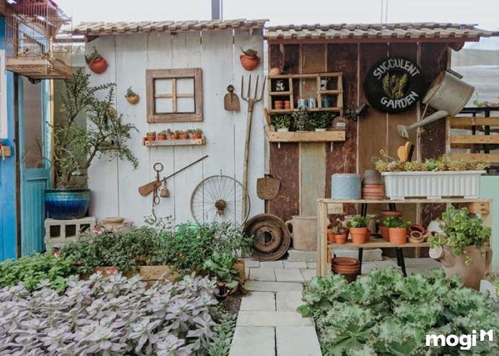 Điểm đến nổi tiếng với bộ sưu tập sen đá phong phú tại Đà Lạt