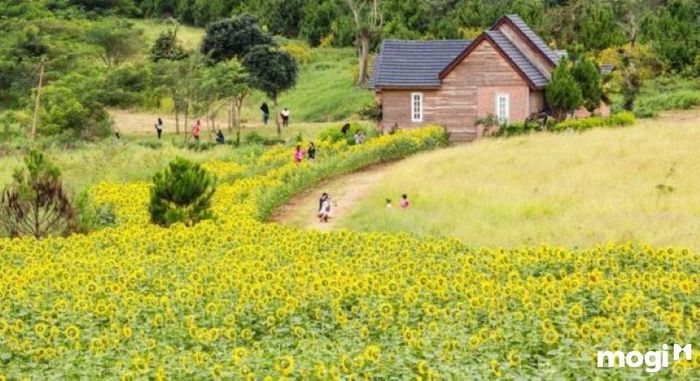 Dalat Milk Farm – một điểm đến không thể bỏ qua tại Đà Lạt, hấp dẫn du khách mọi mùa.