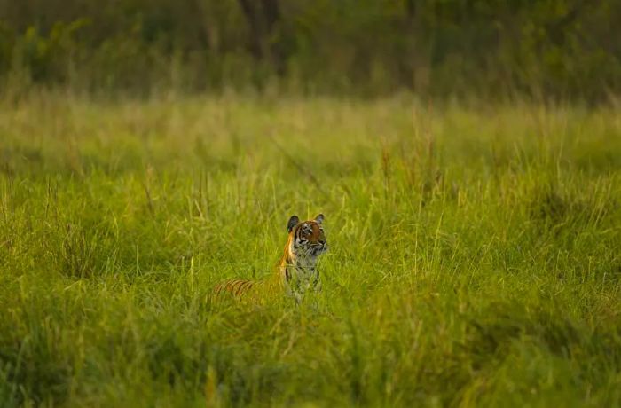 Even if you don't spot a tiger, you'll encounter a rich diversity of other wildlife.