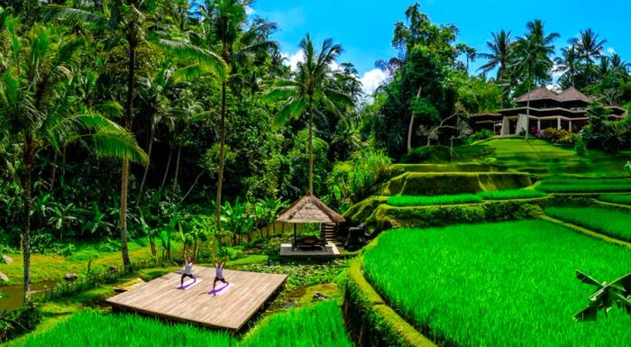 Four Seasons Bali at Sayan is nestled within lush tropical gardens and expansive terraced rice paddies.