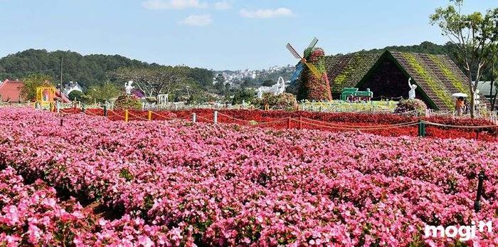 Làng hoa Vạn Thành - địa điểm lý tưởng cho các tín đồ du lịch Đà Lạt