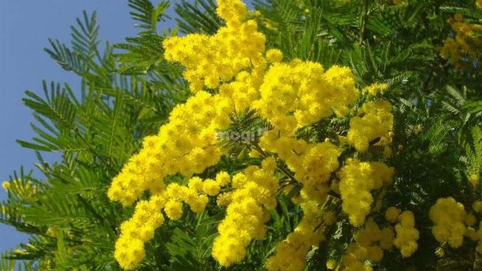 Hoa Mimosa Đà Lạt nở rộ vô cùng đẹp – Nguồn ảnh: Sưu tầm