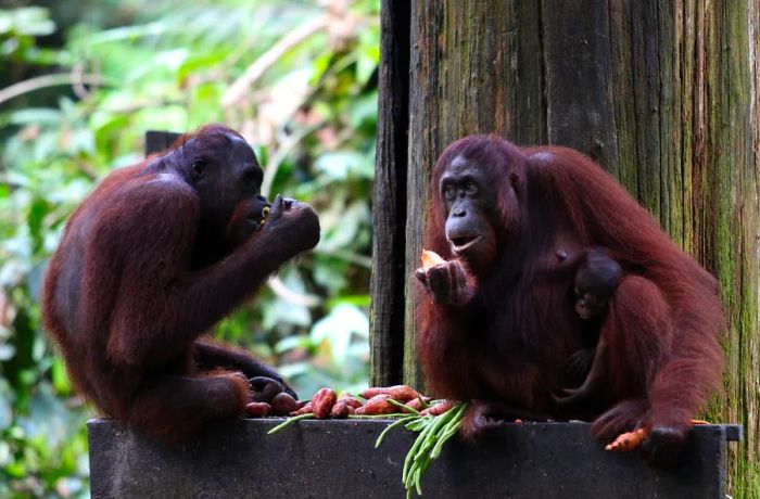 A trip to the Sepilok Orangutan Sanctuary – a true representation of Malaysian Borneo.