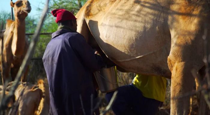 To boost the industry, Kenya’s camel milk sector is advocating for the development of a more structured and formal supply chain.