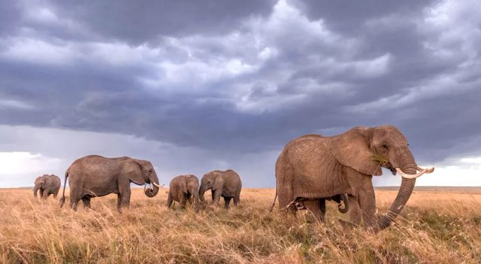 A herd of elephants makes its way across the open savanna.