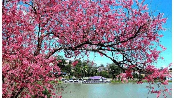 Tên hồ Xuân Hương xuất phát từ hương thơm của hoa xung quanh hồ - Nguồn ảnh: Sưu tầm