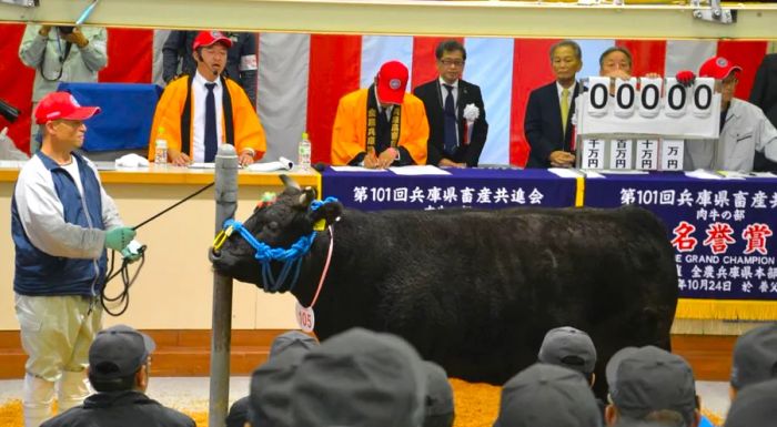 Kobe beef auctions are steeped in history and tradition.