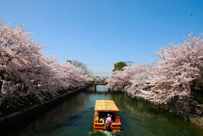 Every spring, the Japanese celebrate the arrival of cherry blossoms by gathering in parks for picnics while enjoying the sight of the delicate pink flowers.