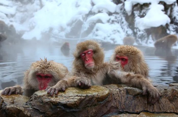 Even Japan's macaques know how to unwind – they’re regular visitors to the country's relaxing onsens.