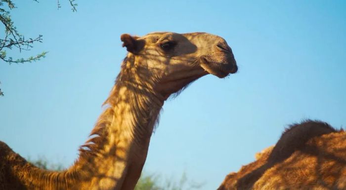 Camels are able to keep producing milk even when critical resources like rain are scarce.