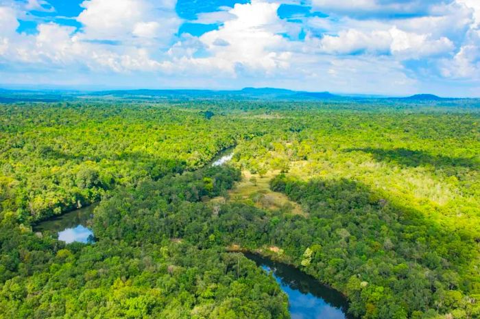 Wildlife is gradually making a comeback in the national parks surrounding Cardamom Tented Camp.