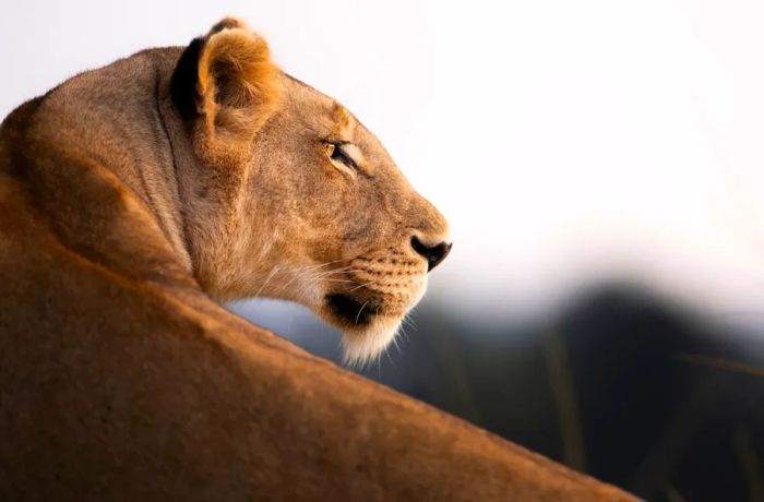 Much like domestic cats, lions spend a significant portion of their time resting – which means if you’re after an action shot, patience is essential.