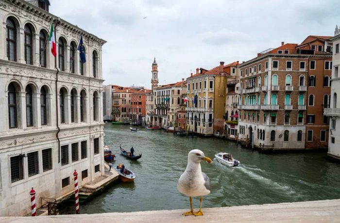 Seagulls are infamous for their thievery in Venice.