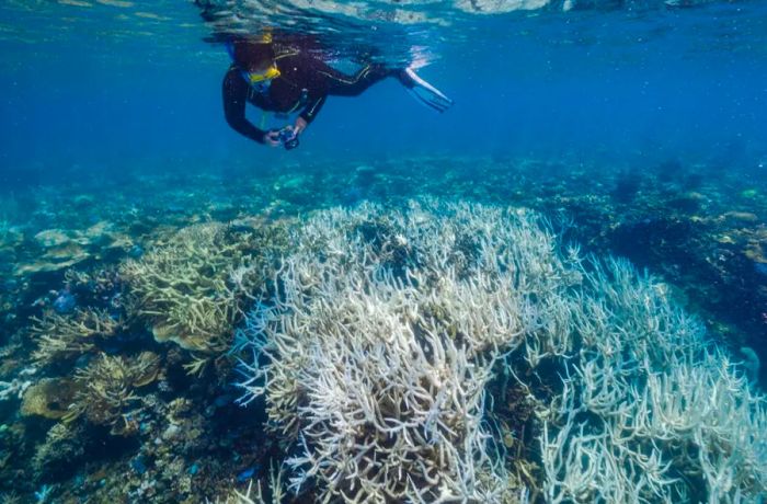 Underwater footage from 2022 shows that the Great Barrier Reef is experiencing significant heat stress.