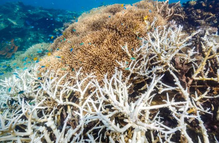 The Great Barrier Reef Marine Park Authority has just completed aerial surveys of the entire 3,000-reef system.