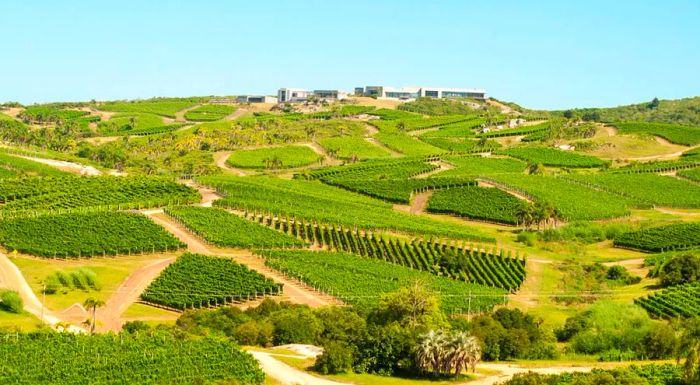 Bodega Garzón is located in Uruguay’s coastal Maldonado region.