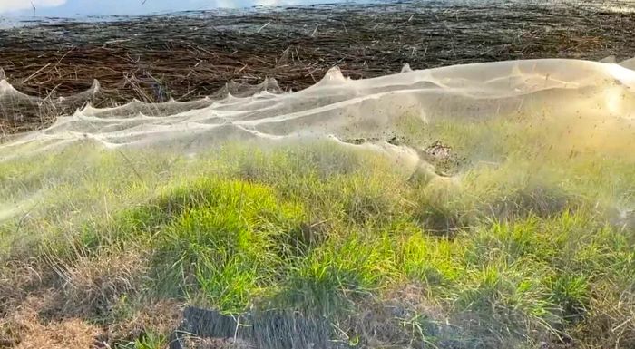 A still from a video captures the delicate webs of the spiders near the wetlands of Gippsland on June 14.