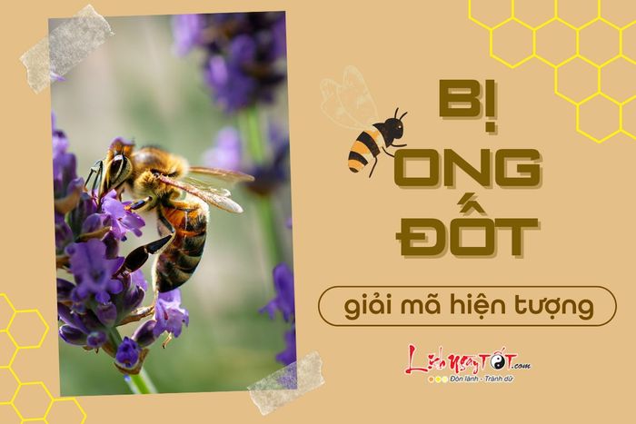Điềm báo khi bị ong đốt