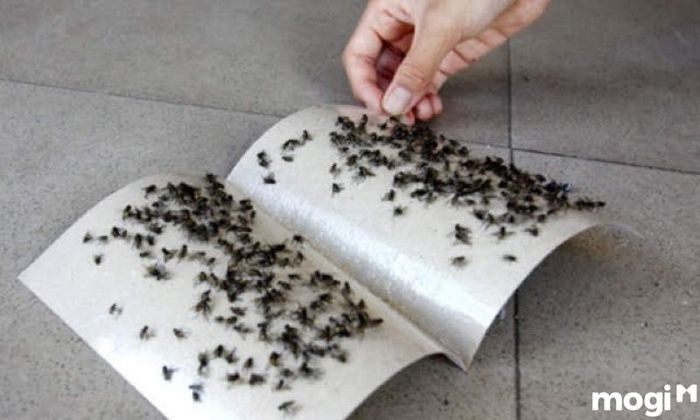 Cách đuổi ruồi hiệu quả với keo dính ruồi