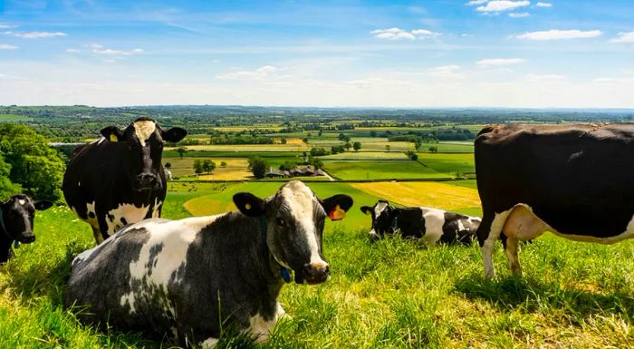 Barber's Farmhouse, located in Somerset, holds the distinction of being the world's oldest producer of cheddar cheese.