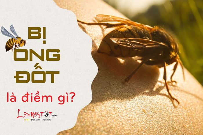 Bị ong đốt là điềm báo gì?