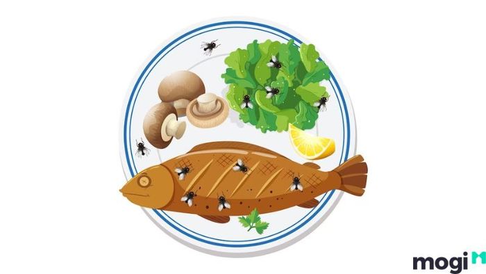 Các cách đuổi ruồi hiệu quả