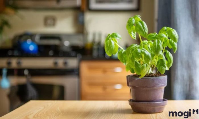 Cách đuổi ruồi hiệu quả với cây húng quế