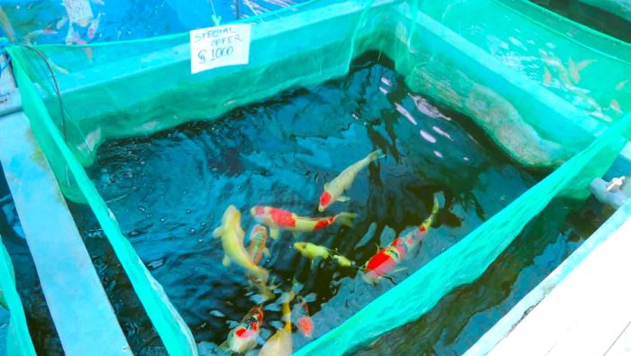 Pay $700 for a koi fish or leave it behind when you head out on vacation.