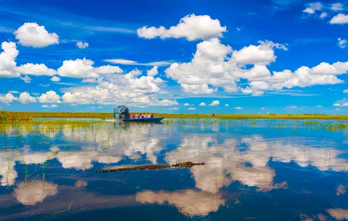 Under clear blue skies, airboats glide through the Everglades, offering visitors a chance to spot alligators in their natural habitat as the waters reflect the beauty of the surrounding landscape.