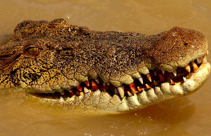 It’s a case of eat or be eaten. Crocodile meat is a wild delicacy you’ll want to try before it tries you.