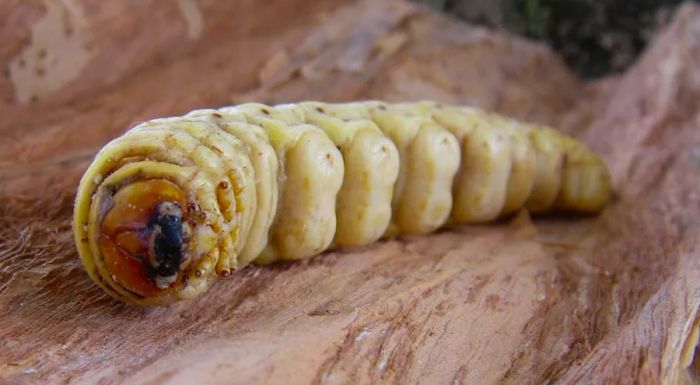 This nutty-flavored grub has been a staple of indigenous Australian cuisine for centuries.