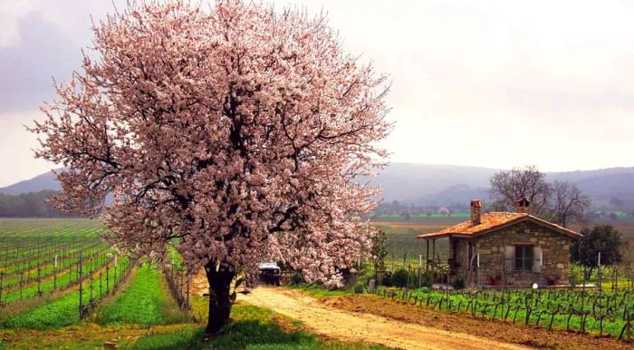 The Suvla winery, a family-owned business near the Çanakkale Strait, boasts over 500 medals for its exceptional wines.