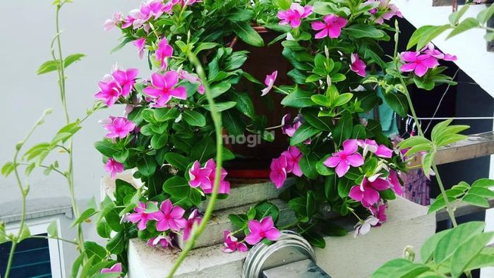 Cây hoa Dừa Cạn