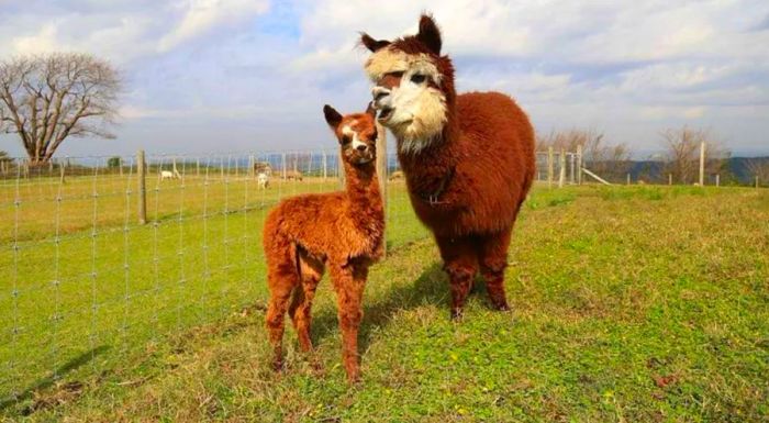 Here's a fun tip: get up close to the alpacas at Mother Farm.