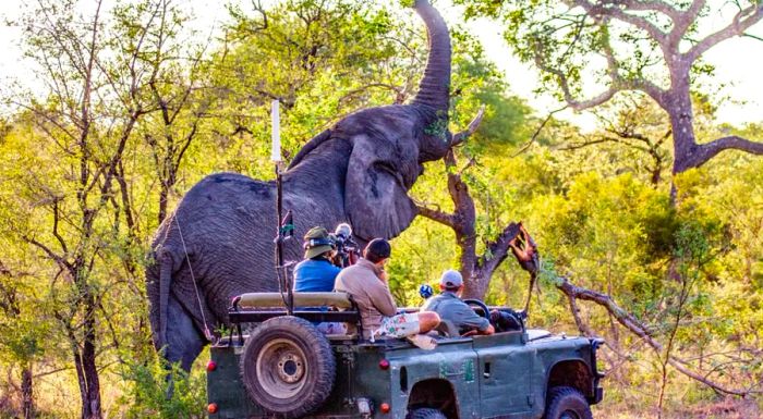 Safari operators are contemplating the idea of charging for virtual tours, giving people the chance to witness wildlife from the comfort of their own homes.