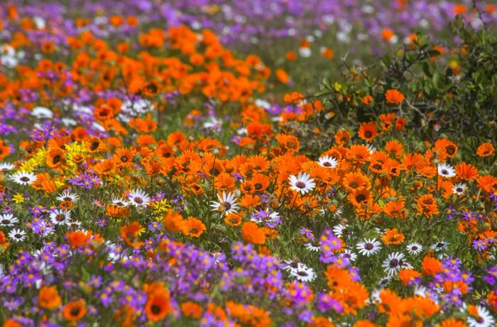 Wildflowers blooming at the West Coast National Park near Langebaan, around 100km north of Cape Town, during the spectacular wildflower season in 2015.